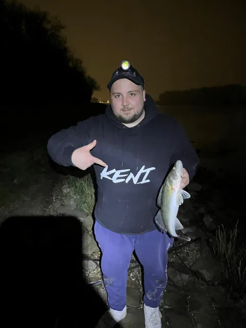 Zander