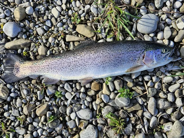 Regenbogenforelle
