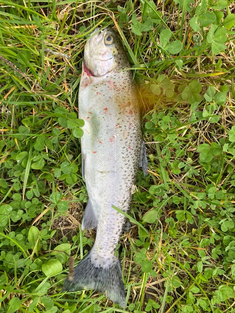 Regenbogenforelle
