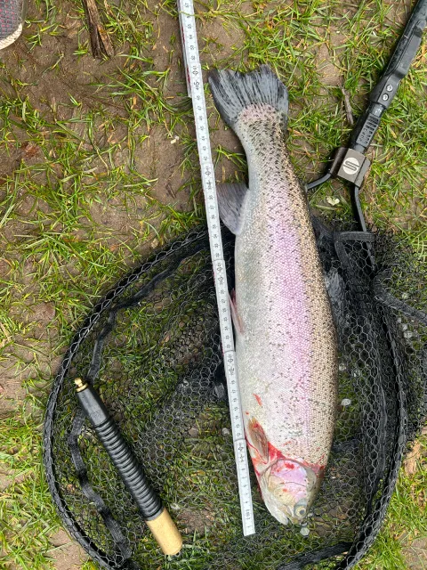 Regenbogenforelle
