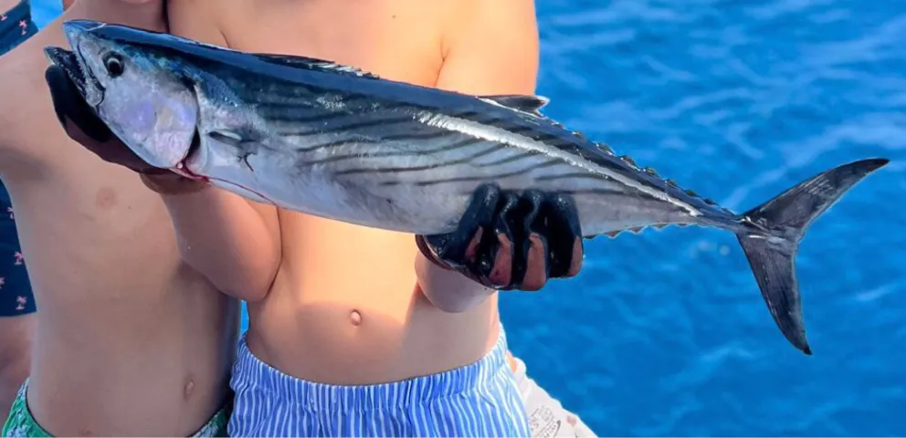 Bonito