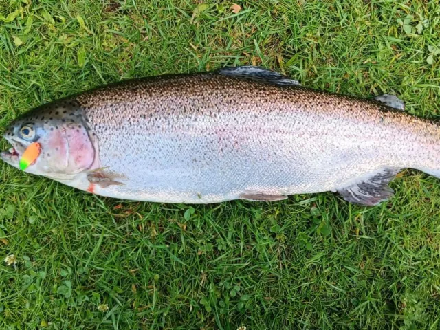 Regenbogenforelle