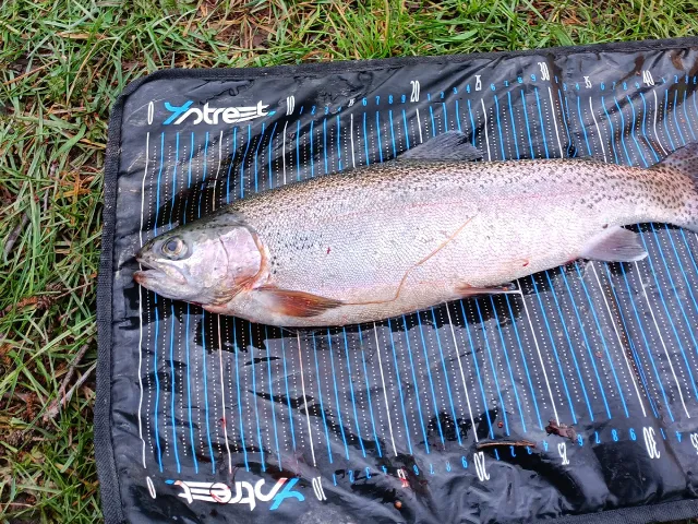 Regenbogenforelle