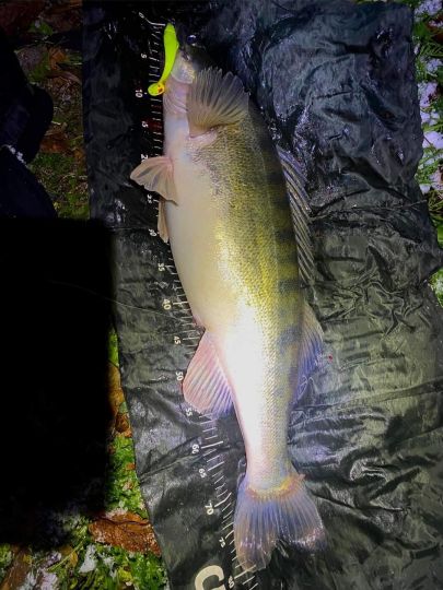 Zander