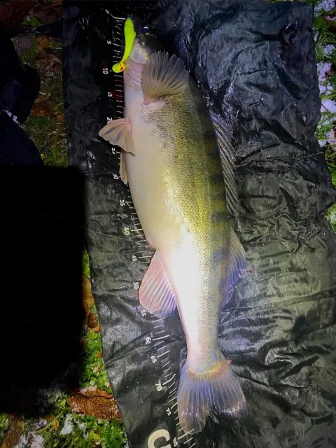 Zander