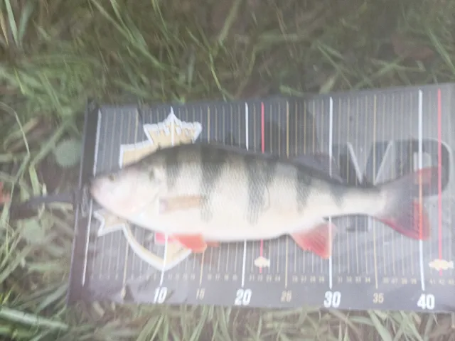 Flussbarsch