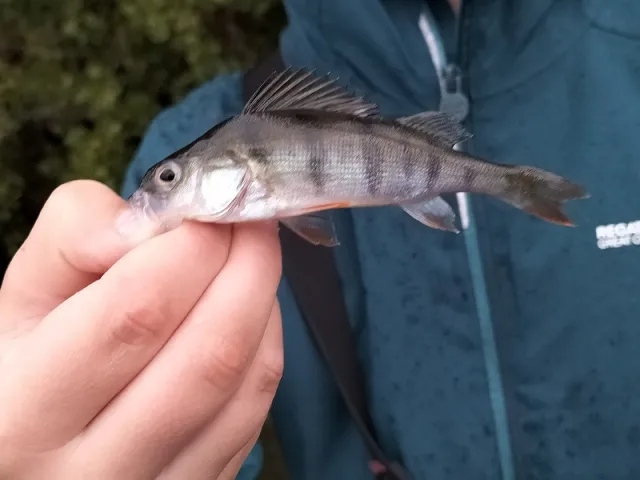 Flussbarsch