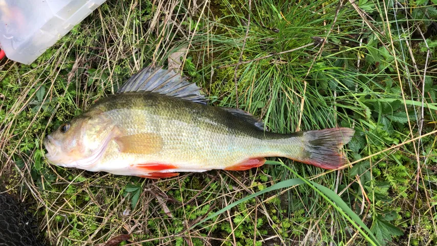 Flussbarsch