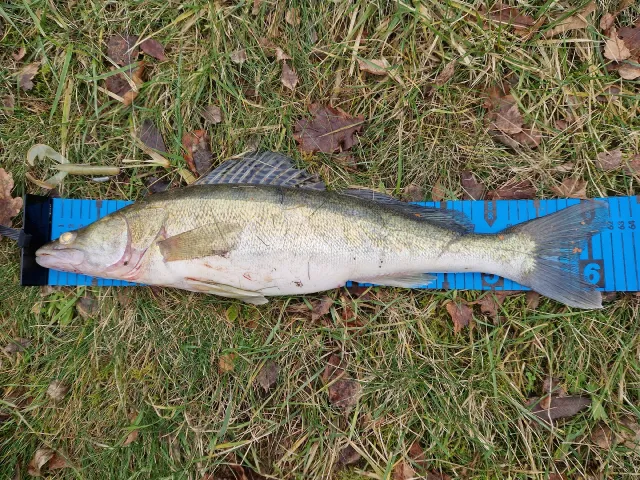 Zander