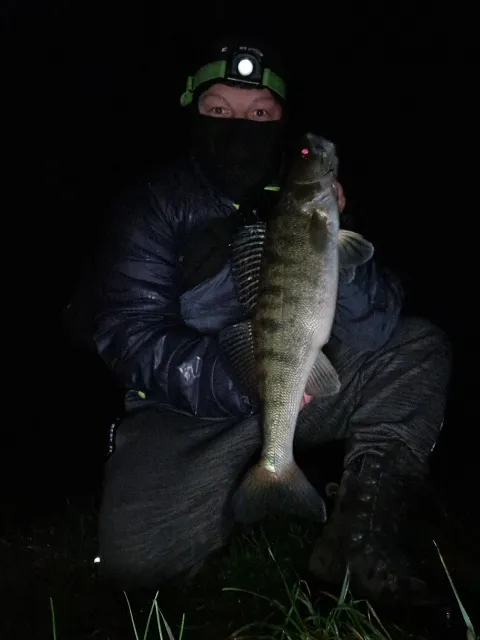 Zander