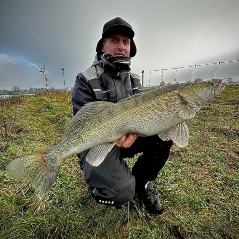 Zander