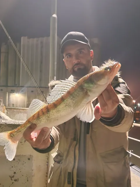Zander