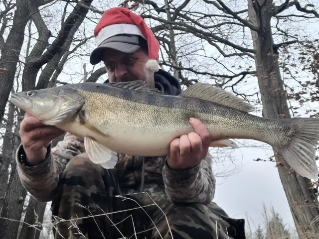 Zander