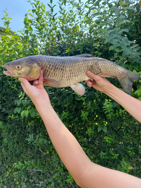 Döbel
