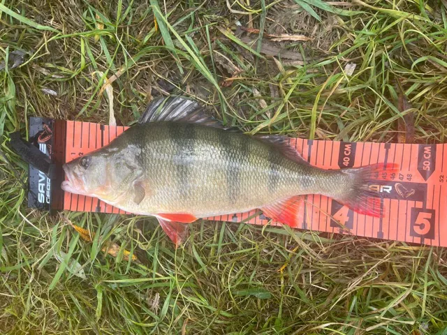 Flussbarsch