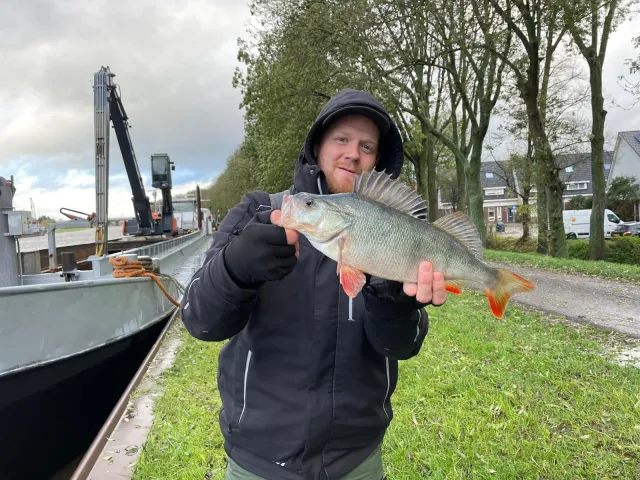 Flussbarsch