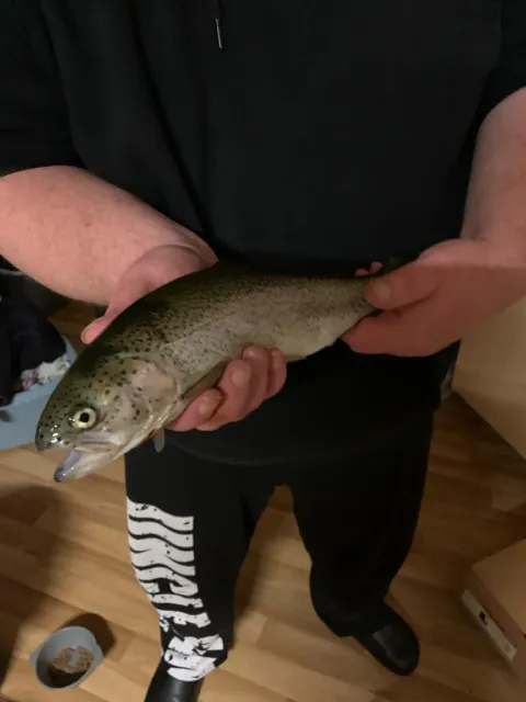 Regenbogenforelle