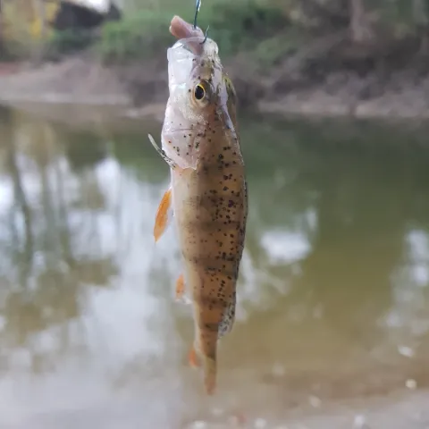 Flussbarsch