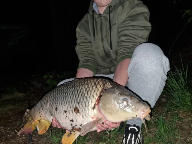 Karpfen