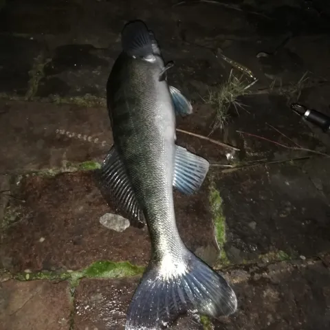 Zander