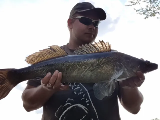 Zander
