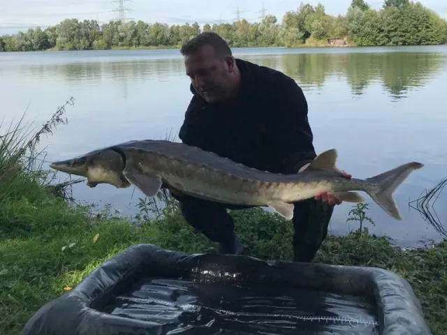 Stör