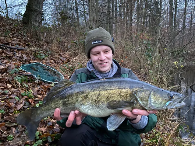 Zander
