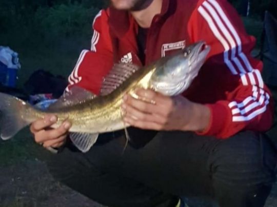 Zander