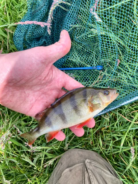 Flussbarsch