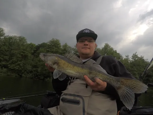 Zander