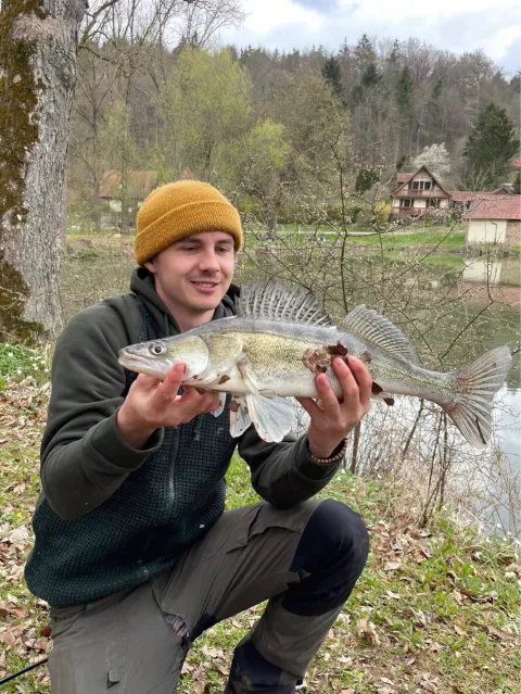 Zander