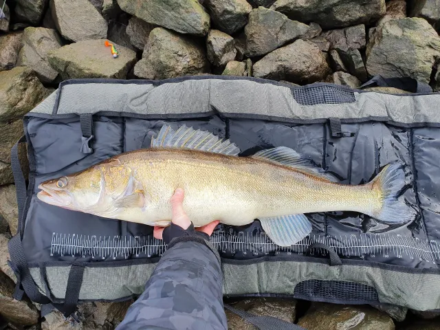 Zander