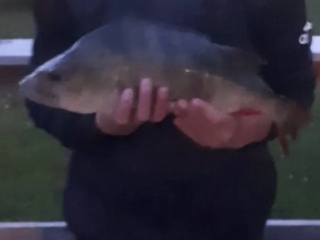 Flussbarsch