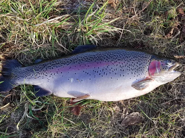 Regenbogenforelle