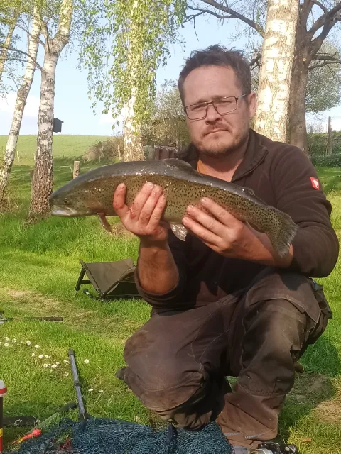 Regenbogenforelle
