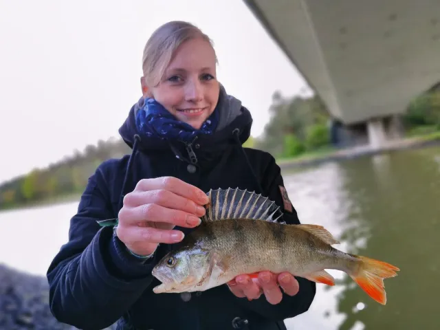 Flussbarsch