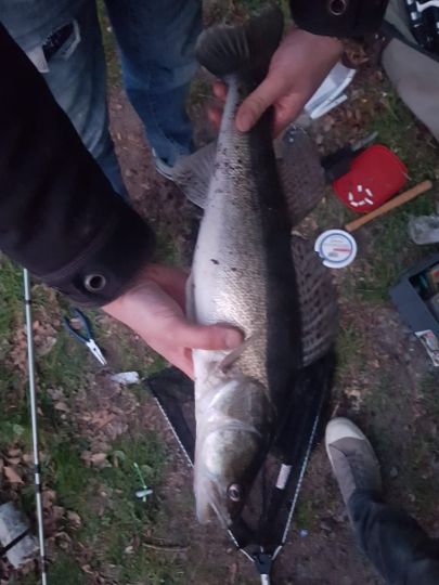 Zander