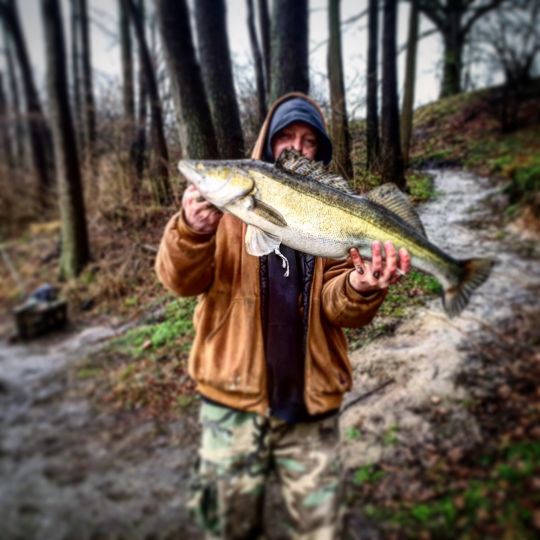 Zander