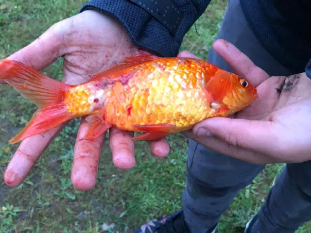 Goldfisch