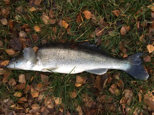 Zander