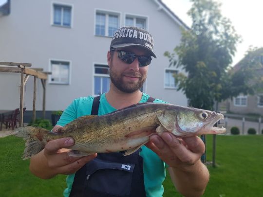 Zander