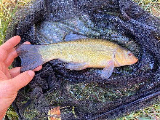 Schleie