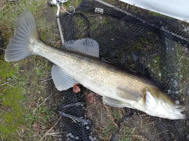 Zander