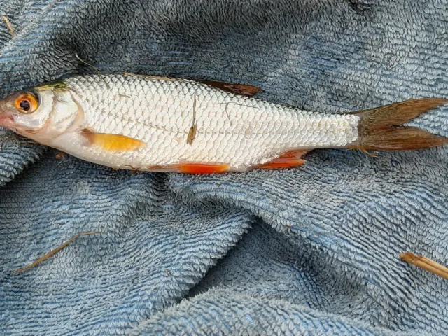 Rotfeder