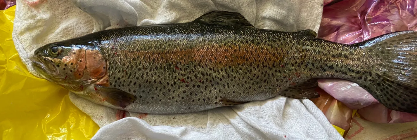 Regenbogenforelle