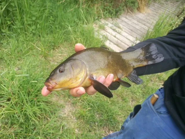 Schleie