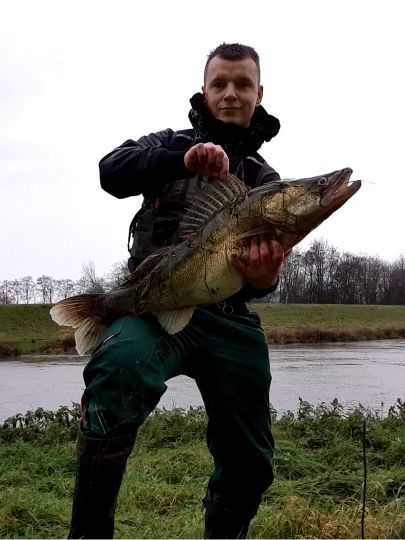 Zander