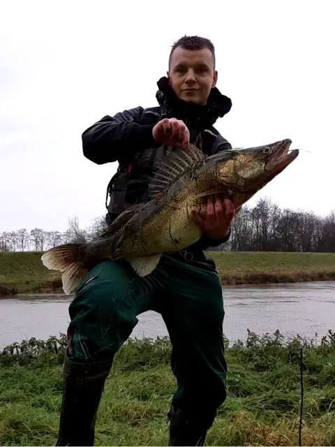 Zander