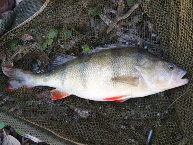 Flussbarsch