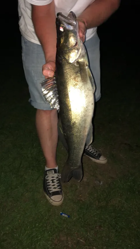 Zander